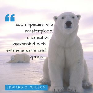 Hail to the polar bears!