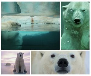 Hail to the polar bears!