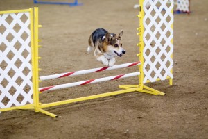 Pembroke_Welsh_Corgi_agility-300x200.jpg