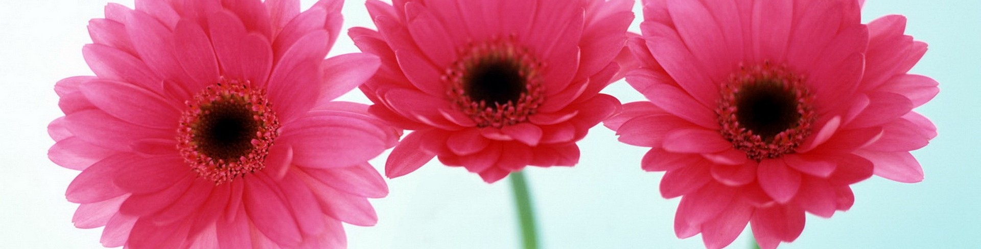 cropped-Three-pink-daisies1.jpeg