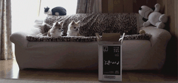 jumping.gif