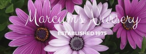Facebook-Cover-Photo-300x111.jpg